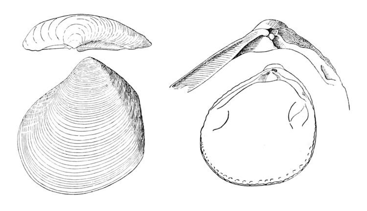 Condylocardiidae
