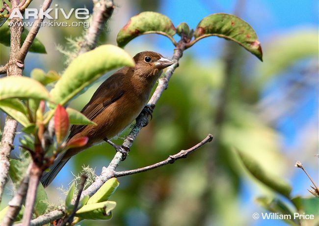 Cone-billed tanager Conebilled tanager photo Conothraupis mesoleuca G56785 ARKive