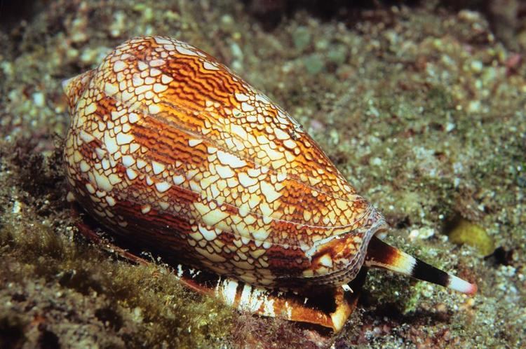 Cone snail Cone Snails Hazardous Marine Life DAN Health amp Diving