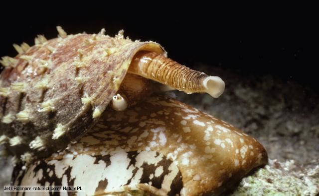Cone snail BBC Nature Cone snails videos news and facts