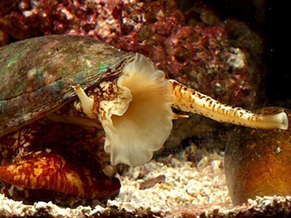Cone snail imagesnationalgeographiccomwpfmedialivephoto