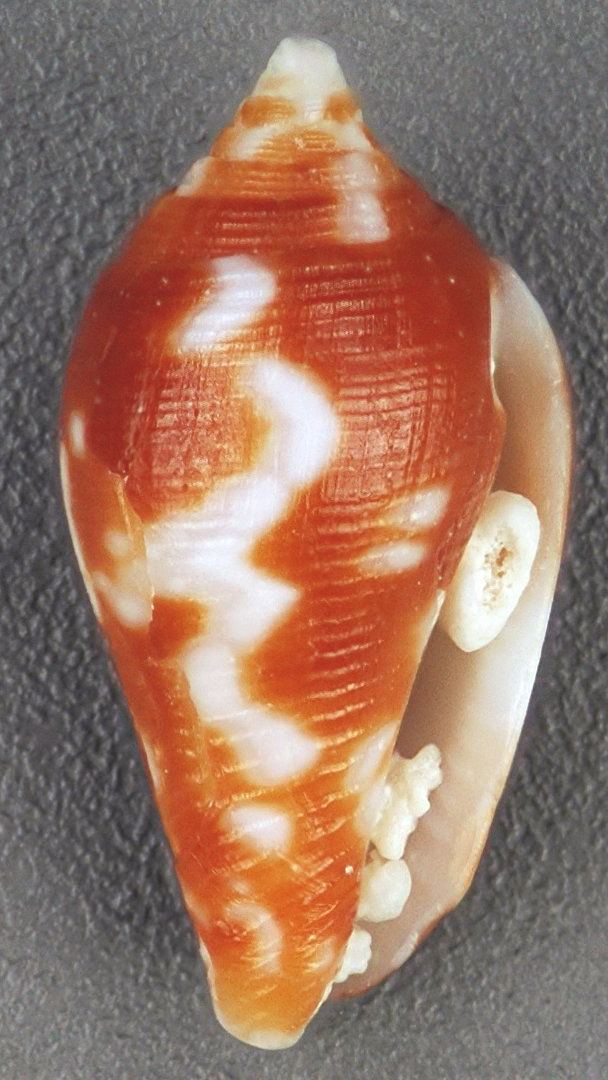 Conella ovulata