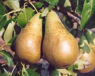 Conference pear Conference pear trees for sale Order online