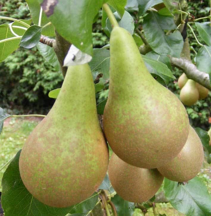 Conference pear Pear Trees Crown Nursery