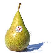 Conference pear httpsuploadwikimediaorgwikipediacommonsthu