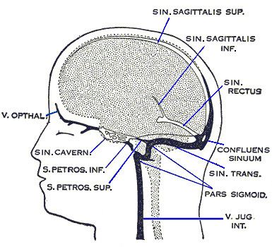 Confluence of sinuses