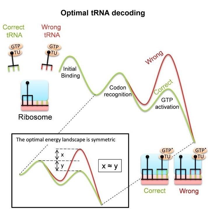 Conformational proofreading