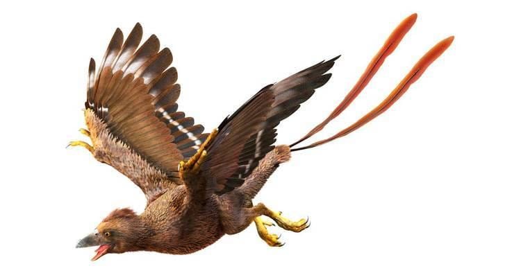 Confuciusornis Conficiusornis Facts For Kids DK Find Out