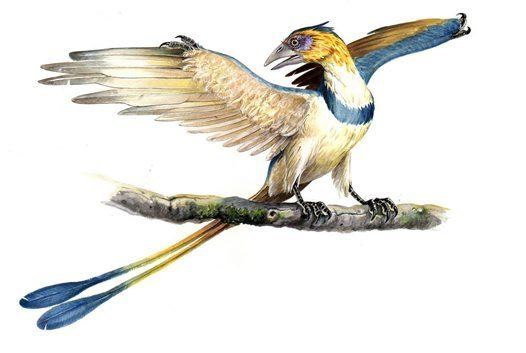 Confuciusornis Confuciusornis Australian Museum