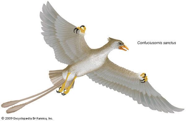 Confuciusornis Confuciusornis fossil bird genus Britannicacom