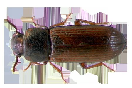 Confused flour beetle Learn About Confused Flour Beetles Confused Flour Beetle