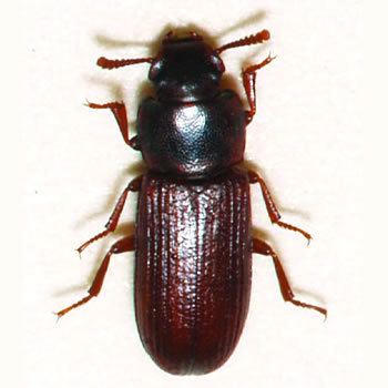 Confused flour beetle Confused Flour Beetle Control amp Removal of Confused Flour Beetles