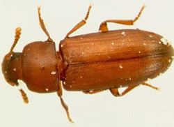 Confused flour beetle red and confused flour beetles Tribolium Spp