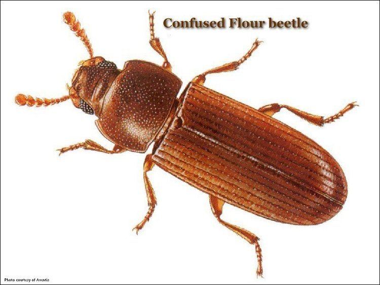Confused flour beetle Common Stored Product Pests United Exterminating Company Cherry