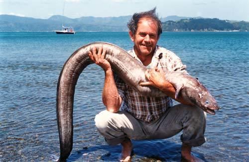 Conger Ngiro conger eel Te hopu tuna eeling Te Ara Encyclopedia of