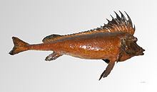Congiopodidae httpsuploadwikimediaorgwikipediacommonsthu