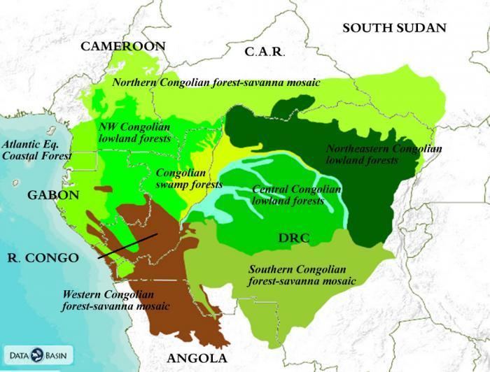 Congo Basin Congo Basin Ecoregions Global Forest Atlas
