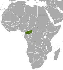 Congo golden mole httpsuploadwikimediaorgwikipediacommonsthu