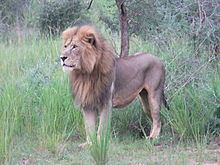 Congo lion httpsuploadwikimediaorgwikipediacommonsthu