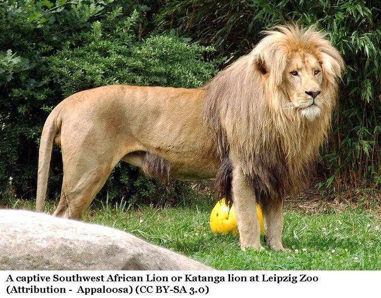 Congo lion North East Congo Lion Southwest African Lion Katanga Lion and