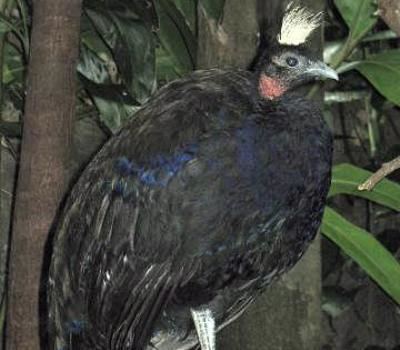 Congo peafowl Congo Peafowl Our Endangered World