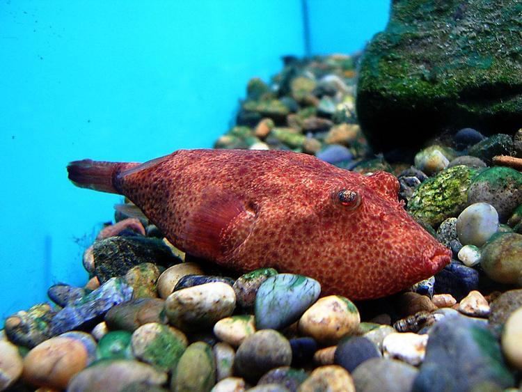 Congo Pufferfish - Alchetron, The Free Social Encyclopedia