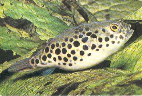 Congo pufferfish Puffernet gtgtgt Species Specifics gtgt Spotted Confusion