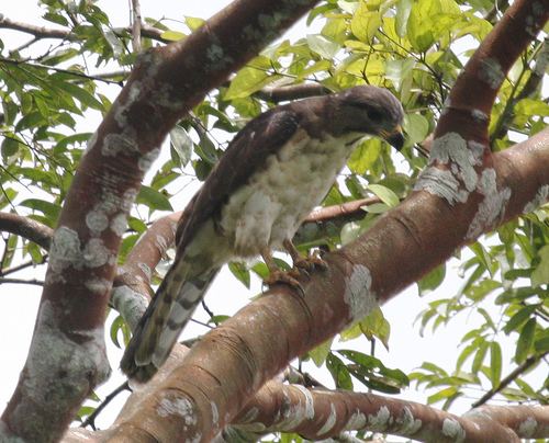 Congo serpent eagle Congo Serpent Eagle Dryotriorchis spectabilis All raptors