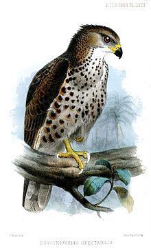 Congo serpent eagle httpsuploadwikimediaorgwikipediacommonsthu