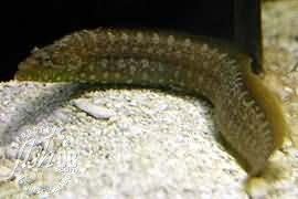 Congrogadus subducens FishDB Carpet Eel Blenny