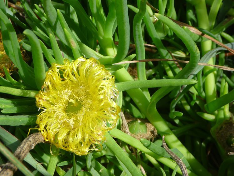 Conicosia Narrowleaved Iceplant Conicosia Pugioniformis