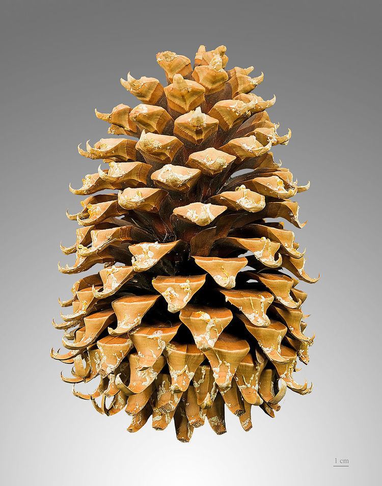 Conifer cone