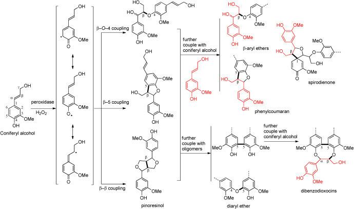 Coniferyl alcohol Dehydrodimerization of coniferyl alcohol through freeradical