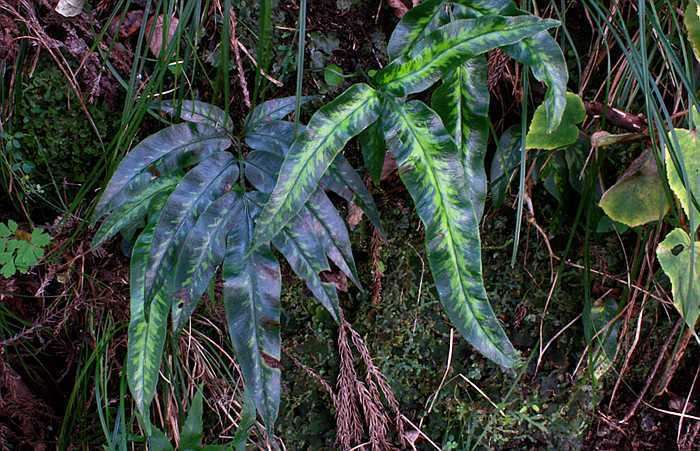 Coniogramme The bamboo ferns of Japan genus Coniogramme