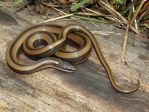 Coniophanes Coniophanes imperialis imperialis Blackstriped snake from Flickr
