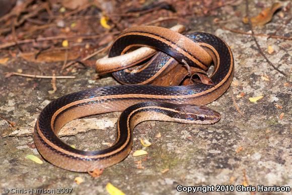 Coniophanes Schmidt39s Blackstriped Snake Coniophanes schmidti
