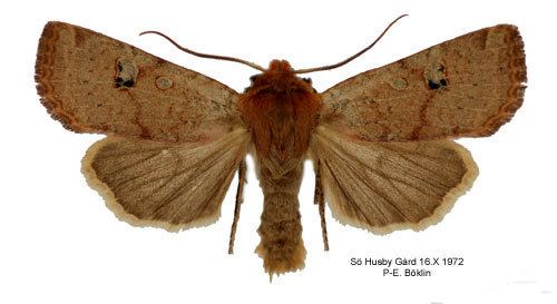 Conistra erythrocephala Conistra erythrocephala Insecta Lepidoptera Noctuidae