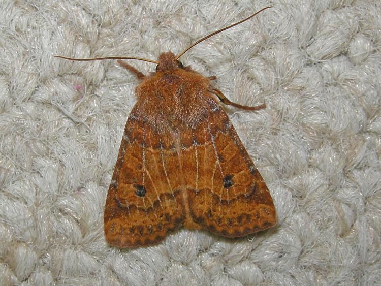 Conistra vaccinii Chestnut Conistra vaccinii Norfolk Moths The macro and micro