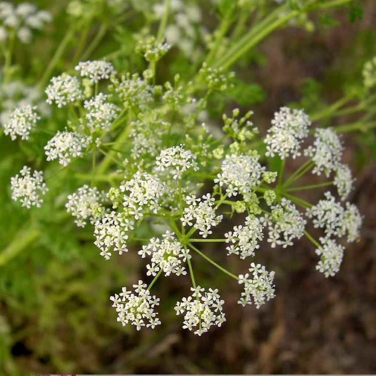 Conium SEINet Arizona Chapter Conium maculatum