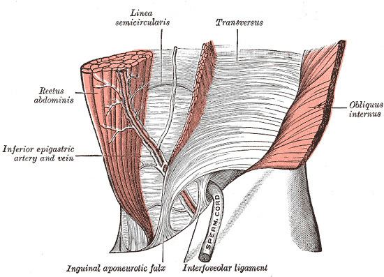 Conjoint tendon