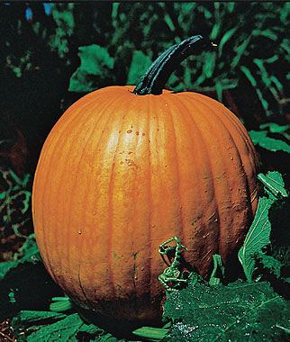 Connecticut Field pumpkin Connecticut Field Pumpkin Seeds and Plants Vegetable Gardening at