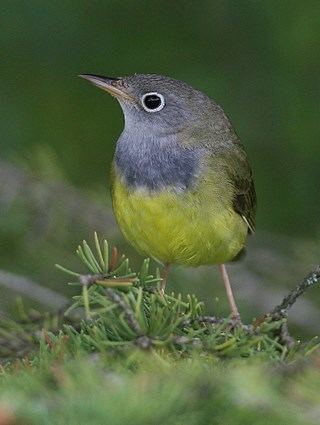 Connecticut warbler httpswwwallaboutbirdsorgguidePHOTOLARGECO