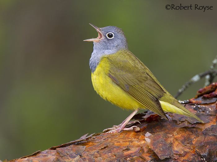 Connecticut warbler Connecticut Warbler