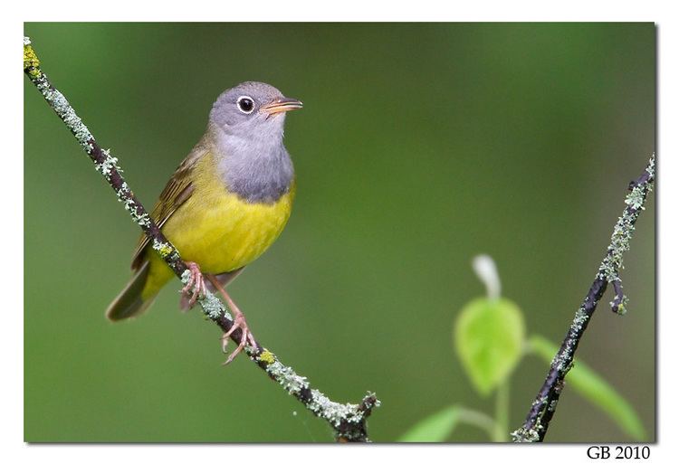 Connecticut warbler CONNECTICUT