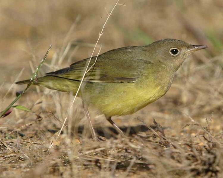 Connecticut warbler Connecticut Warbler Audubon Field Guide