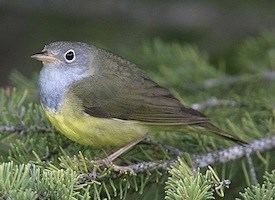 Connecticut warbler Connecticut Warbler Identification All About Birds Cornell Lab