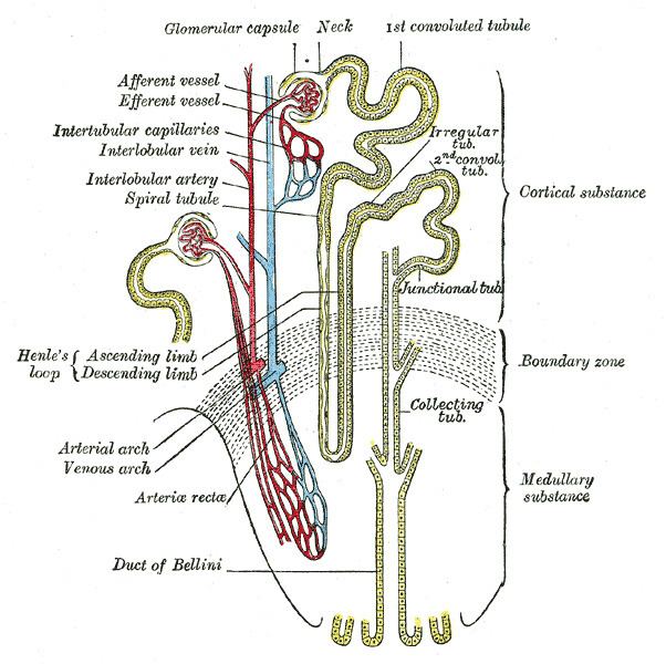 Connecting tubule