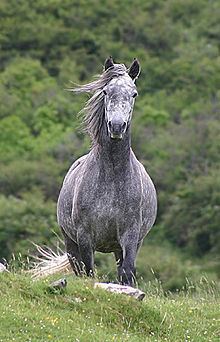 Connemara pony httpsuploadwikimediaorgwikipediacommonsthu