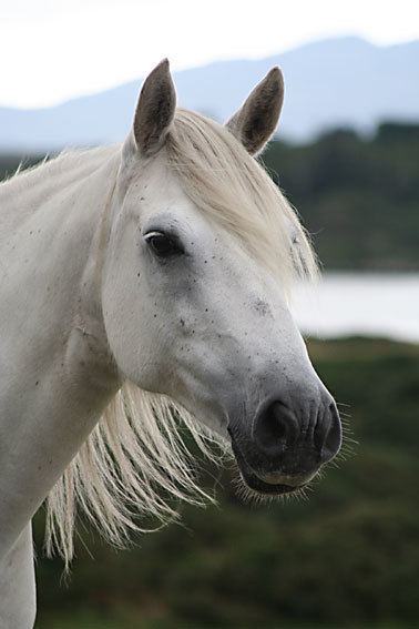 Connemara pony 1000 ideas about Connemara Pony on Pinterest Ireland Galway