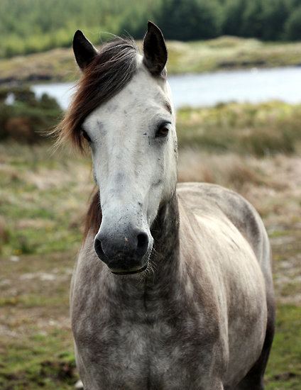 Connemara pony Connemara Ponies celticlifeintlcom